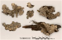 藏品(大裸緣梅衣)的圖片